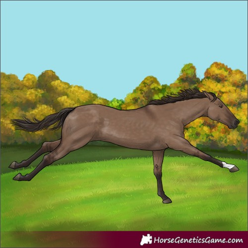 Horse Color:Liver Red Dun