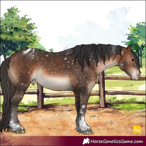 Horse Color:Brown Tobiano Appaloosa 