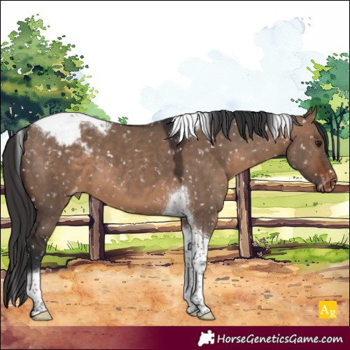 Horse Color:Brown Dun Tobiano Blanket