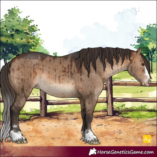 Horse Color:Brown Dun Varnish Brindle 