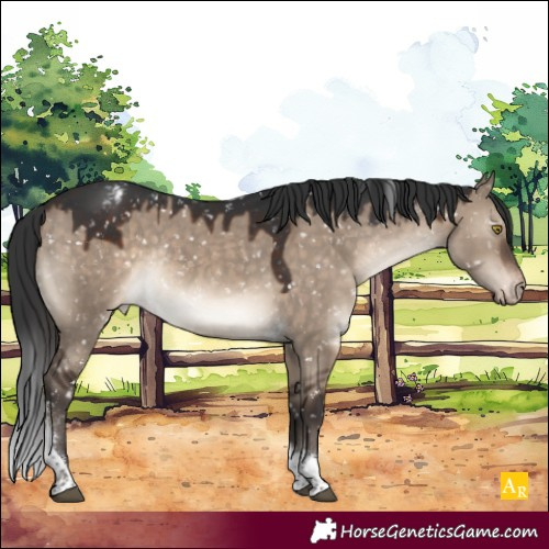 Horse Color:Brown Dun Tobiano Appaloosa Rabicano 