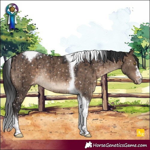 Horse Color:Brown Dun Tobiano Appaloosa Rabicano Brindle