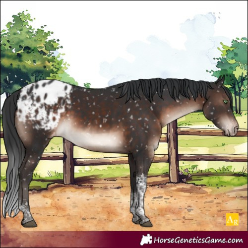 Horse Color:Brown Mushroom Tobiano Blanket