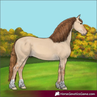 Horse Color:Red Dun 