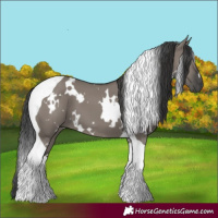 Horse Color:White Spotted Grullo Tobiano 