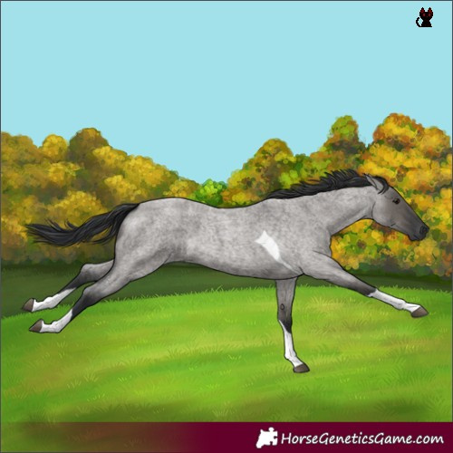Horse Color:Grullo Roan Tobiano