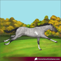 Horse Color:Grullo Roan Tobiano