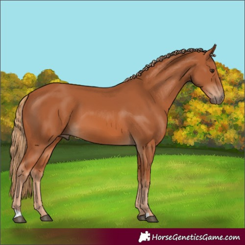 Horse Color:Chestnut 