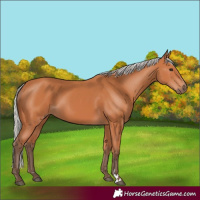 Horse Color:Silver Bay 