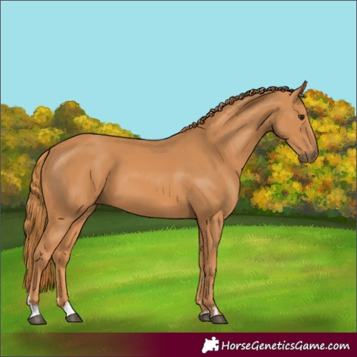 Horse Color:Chestnut 