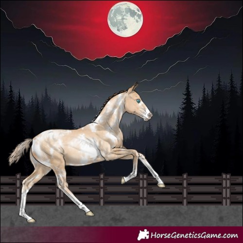 Horse Color:White Spotted Buckskin Pearl Sabino 