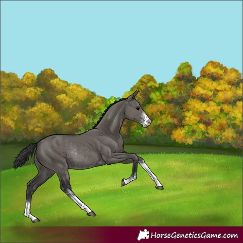 Horse Color:Grullo Sabino Rabicano 