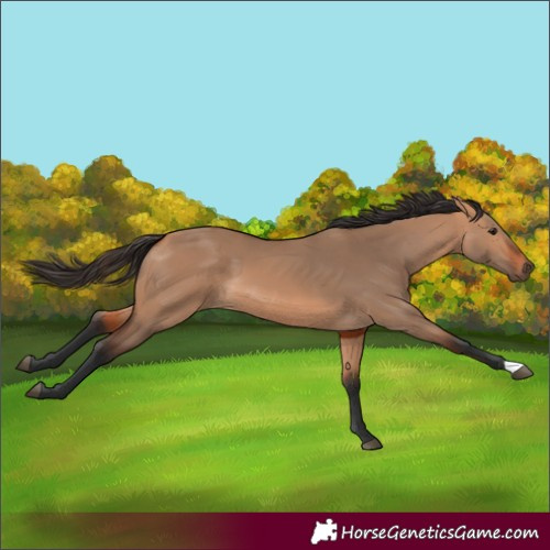 Horse Color:Bay Dun