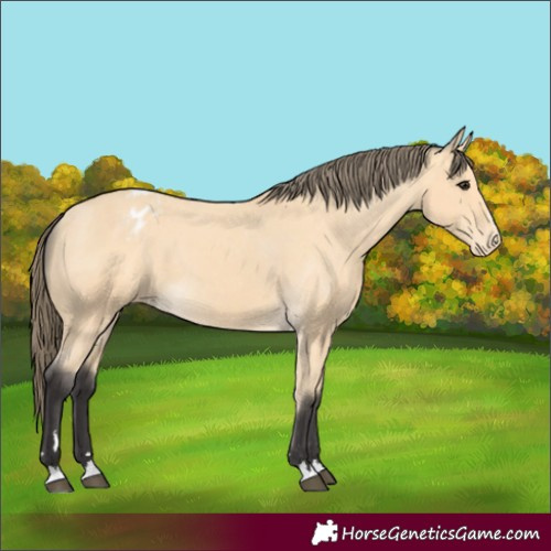 Horse Color:Buckskin Varnish 