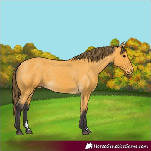 Horse Color:Buckskin Varnish 