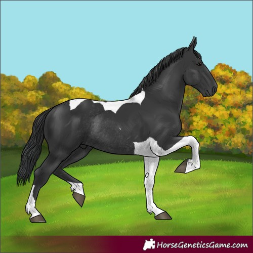 Horse Color:Black Tobiano Rabicano 