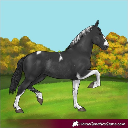 Horse Color:Black Tobiano Rabicano 