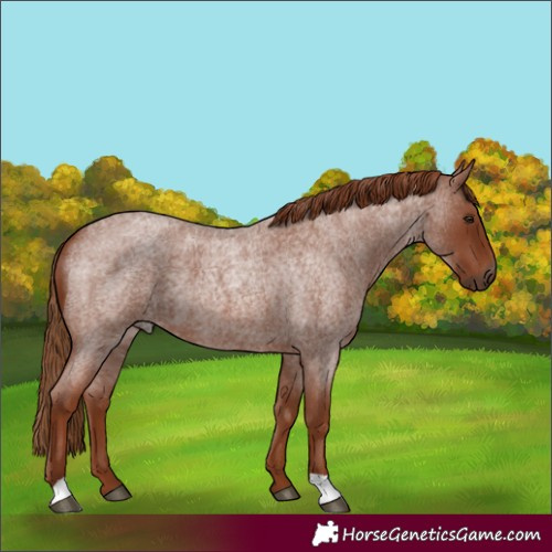 Horse Color:Unknown 