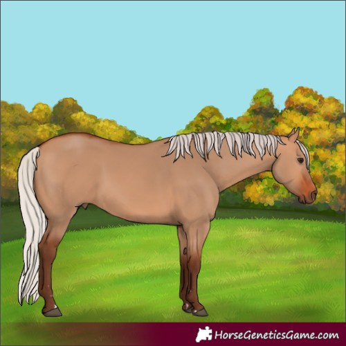 Horse Color:Silver Bay Dun 