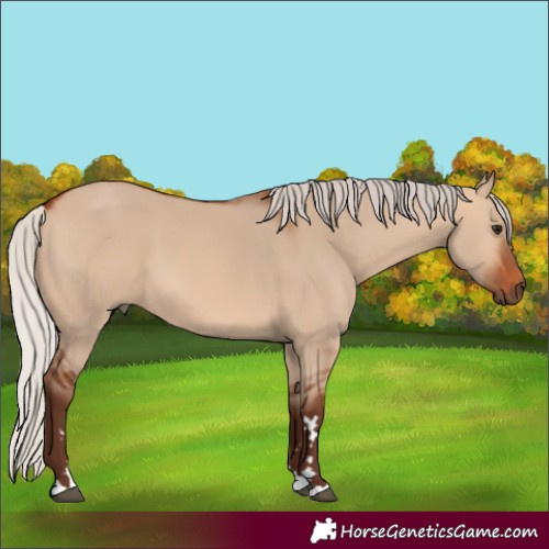 Horse Color:Silver Bay Dun
