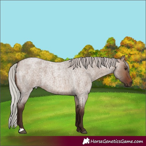 Horse Color:Silver Brown Roan Dun 