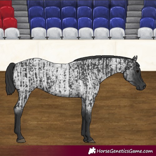 Horse Color:Black  and Blue Roan 