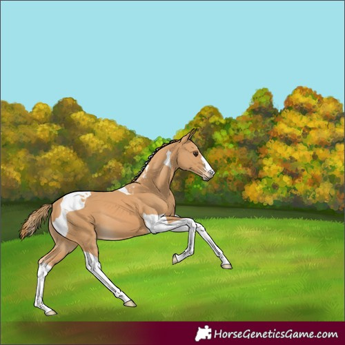 Horse Color:Chestnut Tobiano
