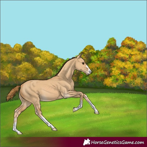 Horse Color:Red Dun