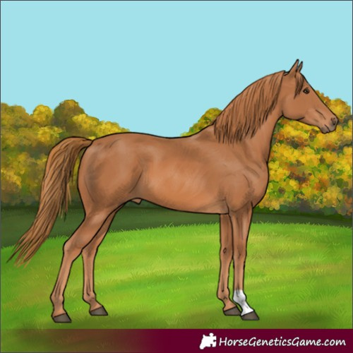 Horse Color:Unknown 
