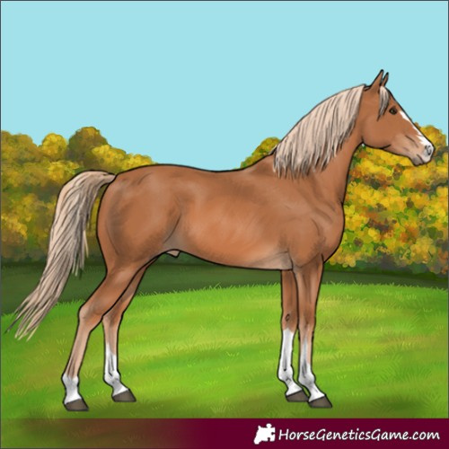 Horse Color:Unknown 