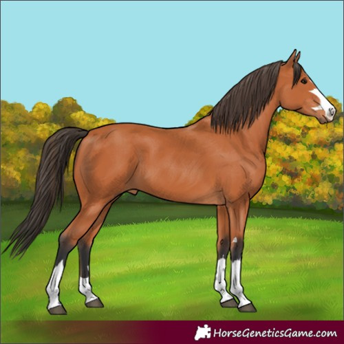 Horse Color:Unknown 