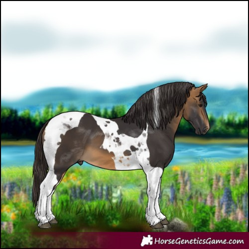 Horse Color:Buckskin Tobiano