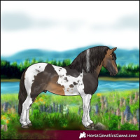 Horse Color:Buckskin Tobiano