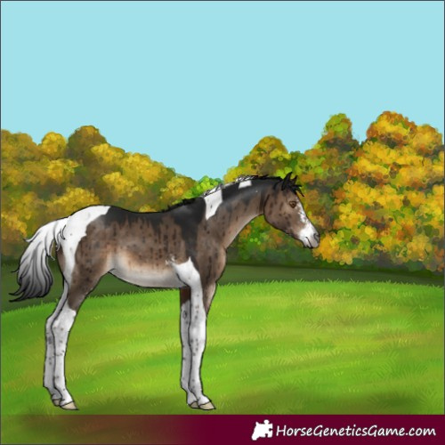 Horse Color:Gray Brown Dun Mushroom Sabino Tobiano Brindle 