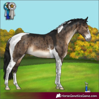Horse Color:Gray Brown Dun Mushroom Sabino Tobiano Brindle 
