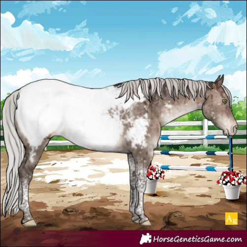 Horse Color:Silver Brown Dun Mushroom Tobiano Appaloosa Brindle 
