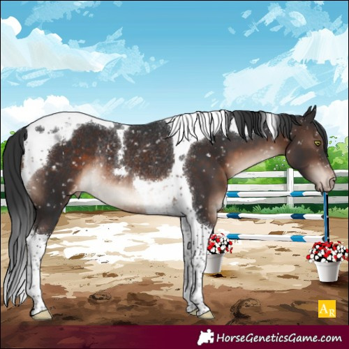 Horse Color:Brown Mushroom Tobiano Appaloosa Rabicano 