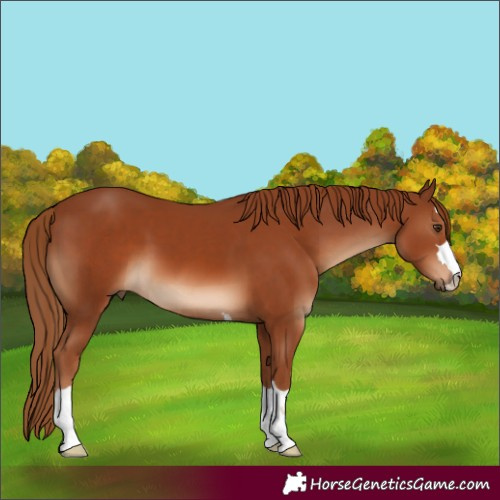 Horse Color:Chestnut 