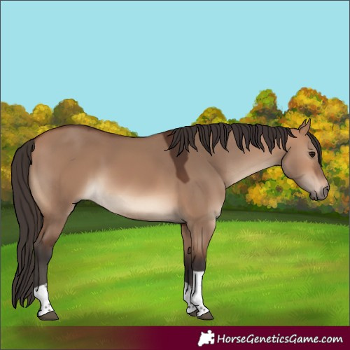 Horse Color:Bay Dun Tobiano
