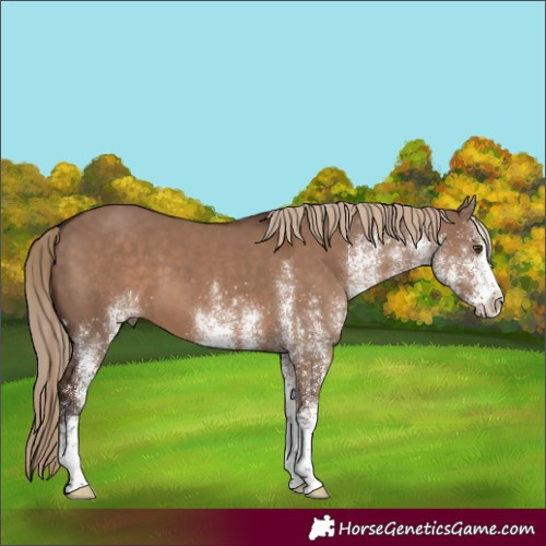 Horse Color:White Spotted Liver Red Dun 