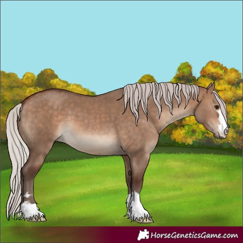 Horse Color:Silver Bay Dun 
