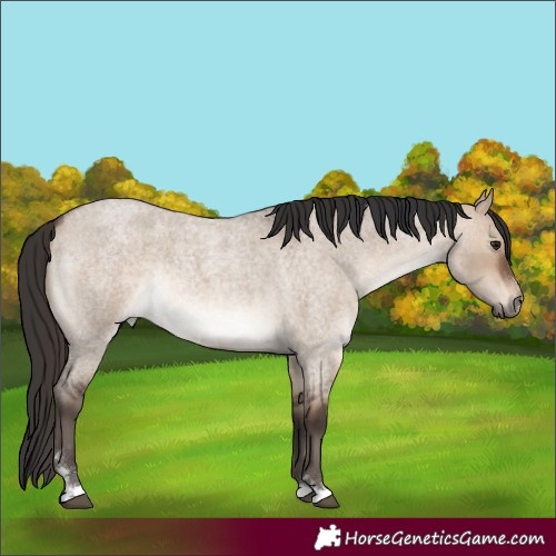 Horse Color:Brown Roan Dun Rabicano