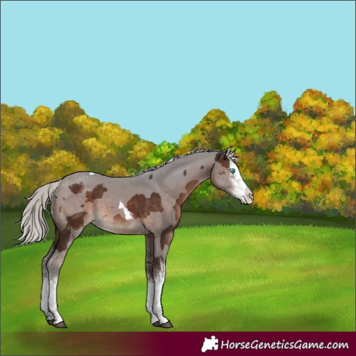 Horse Color:White Spotted Silver Brown Merle Rabicano 