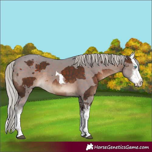 Horse Color:White Spotted Silver Brown Merle Rabicano
