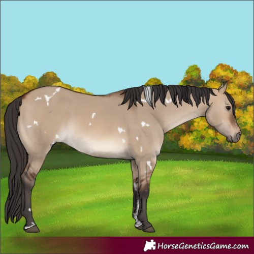 Horse Color:White Spotted Brown Dun Sabino