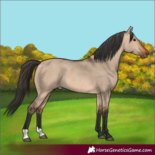 Horse Color:Unknown 