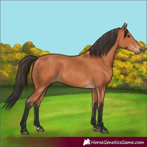 Horse Color:Unknown 