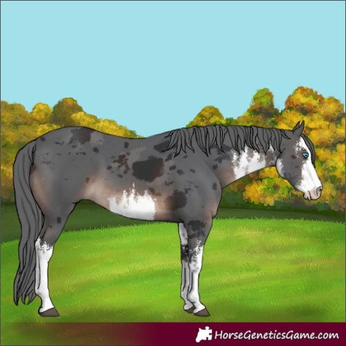 Horse Color:White Spotted Brown Merle