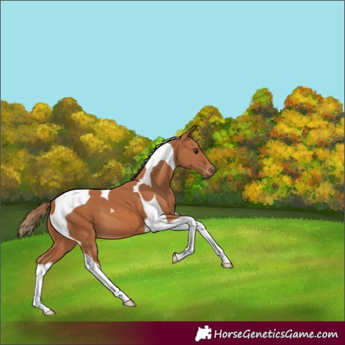 Horse Color:Chestnut Tobiano