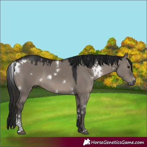 Horse Color:Gray White Spotted Smoky Grullo Sabino Rabicano 